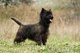 CAIRN TERRIER 619